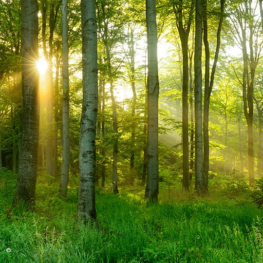 sun shining through the trees in the forest